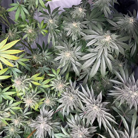Cookies Gelato #2 growlog timeline photo