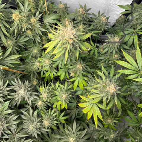 Cookies Gelato #2 growlog timeline photo