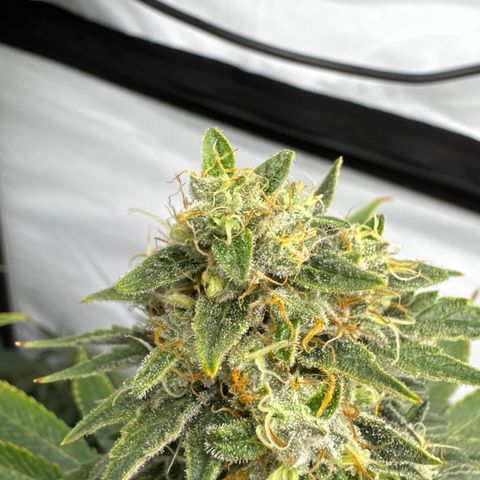 Cookies Gelato #2 growlog timeline photo