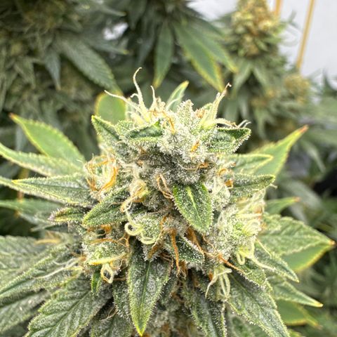 Cookies Gelato #2 growlog timeline photo