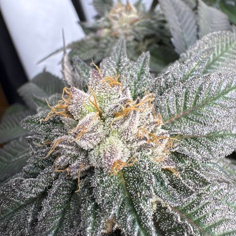 Cookies Gelato #2 growlog timeline photo