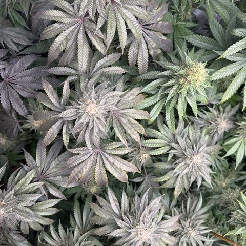 Cookies Gelato #2 growlog timeline photo