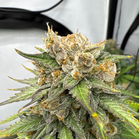 Cookies Gelato #2 growlog timeline photo