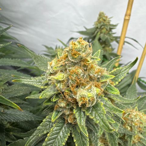 Cookies Gelato #2 growlog timeline photo