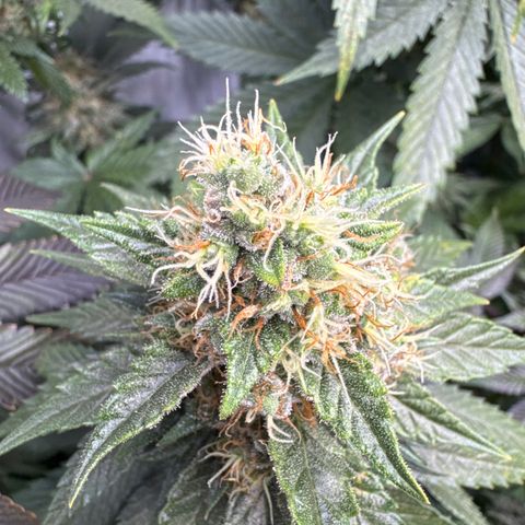 Cookies Gelato #2 growlog timeline photo