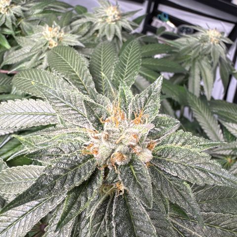 Cookies Gelato #2 growlog timeline photo