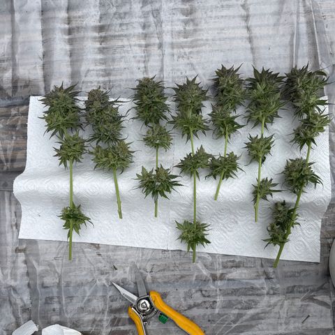 Cookies Gelato #2 growlog photo: Ernte