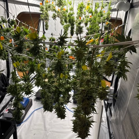 Cookies Gelato #2 growlog photo: Ernte