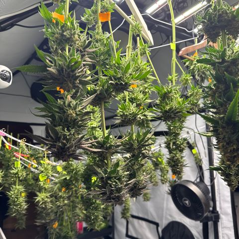 Cookies Gelato #2 growlog photo: Ernte