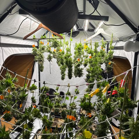 Cookies Gelato #2 growlog photo: Ernte