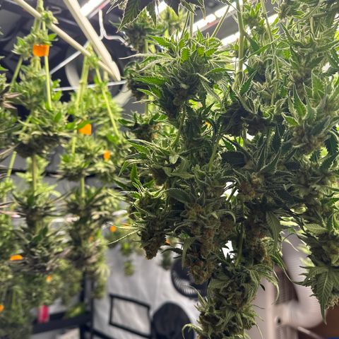 Cookies Gelato #2 growlog photo: Ernte