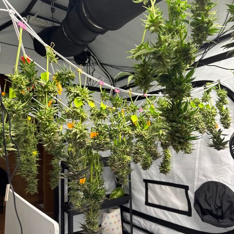 Cookies Gelato #2 growlog timeline photo