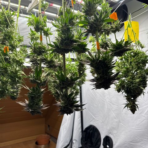 Cookies Gelato #2 growlog photo: Ernte