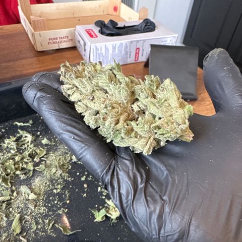 Cookies Gelato #2 growlog timeline photo