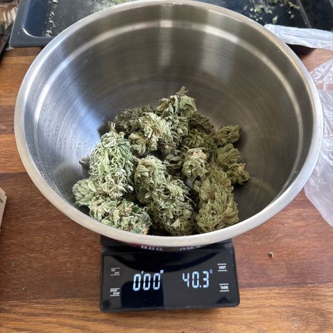 Cookies Gelato #2 growlog photo: 40.3