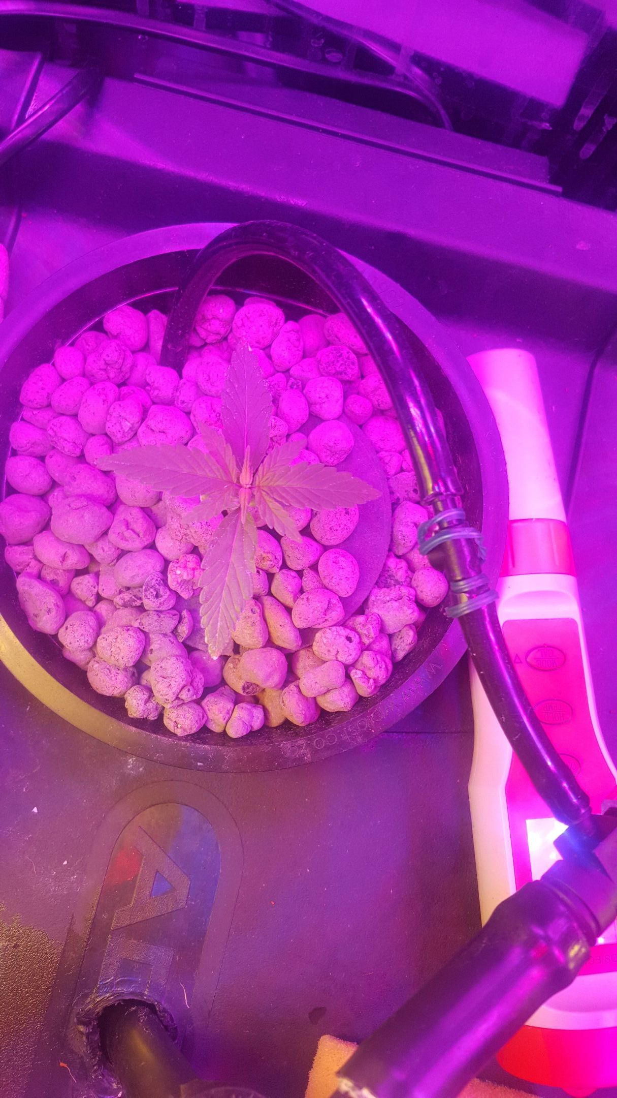 Aya growlog header