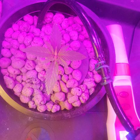 Aya growlog photo