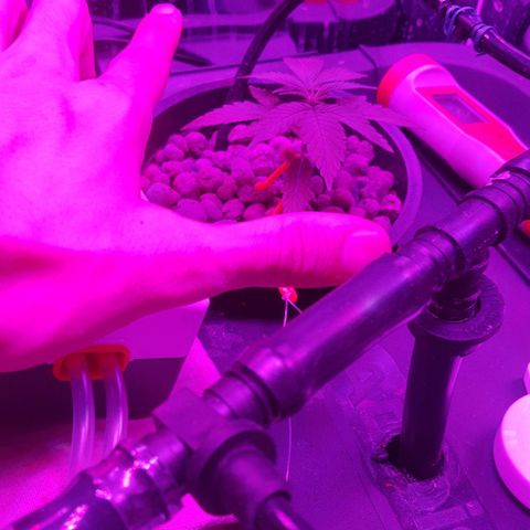 Aya growlog photo