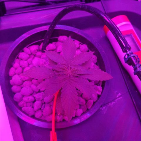 Aya growlog photo