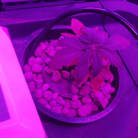 Aya growlog photo
