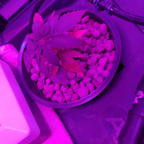 Aya growlog photo