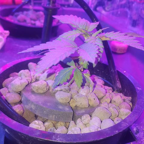 Akisi growlog photo: 1 days training 
