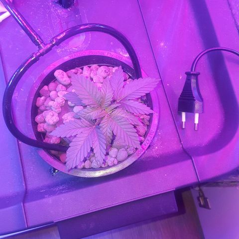 Akisi growlog photo: 1 days training 