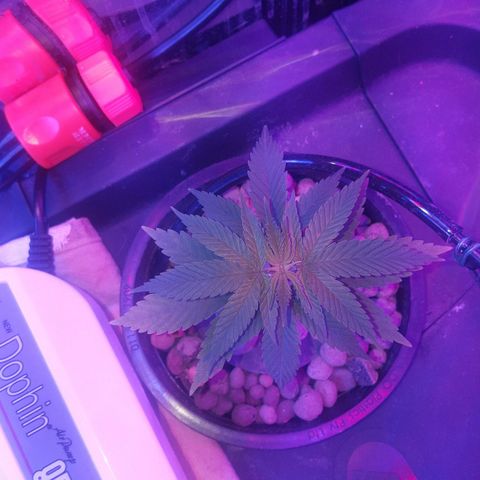 Aya growlog photo: Defoliation bottom leaves