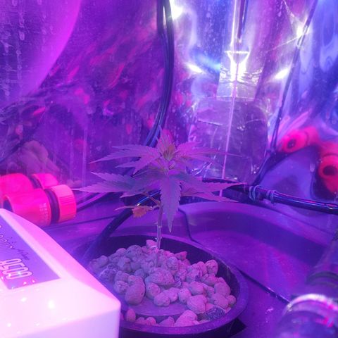 Aya growlog photo: Defoliation bottom leaves