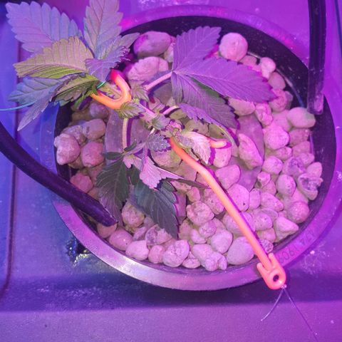 Akisi growlog photo: Side training implemented to prevent collision with side cupboard door - as well as to induce horizontal budding 