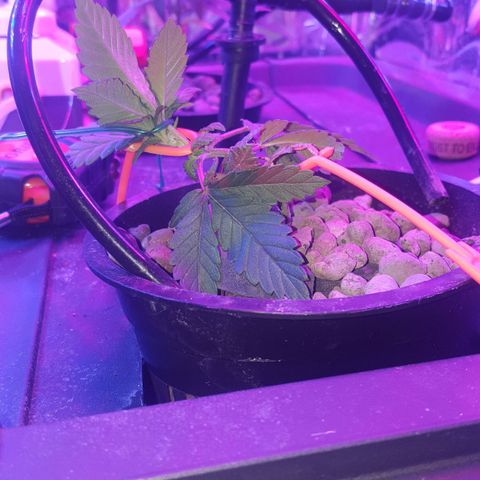 Akisi growlog photo: Side training implemented to prevent collision with side cupboard door - as well as to induce horizontal budding 