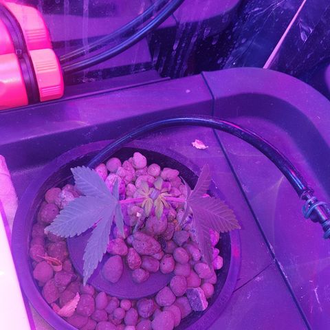 Aya growlog photo: Trimming day 1 (stage 1 manifold technique) 