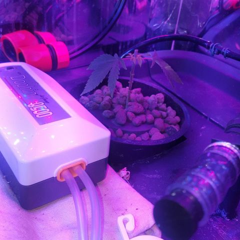 Aya growlog photo: Trimming day 1 (stage 1 manifold technique) 