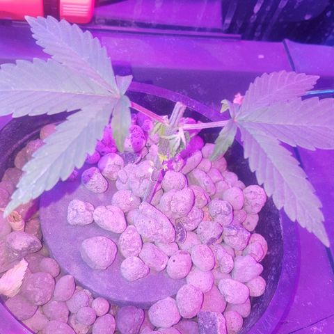 Aya growlog photo: Accidental super cropping gone wrong 