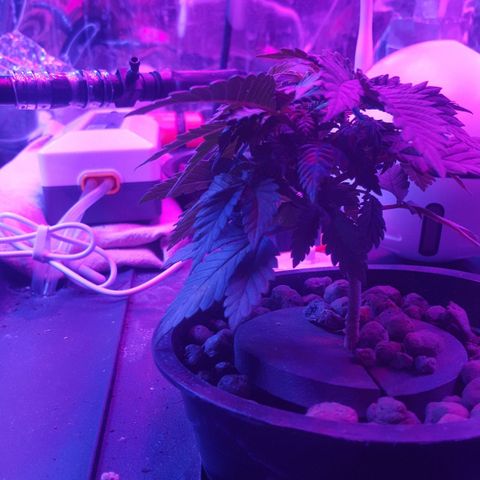 Akisi growlog photo: Topped the top (6th node)