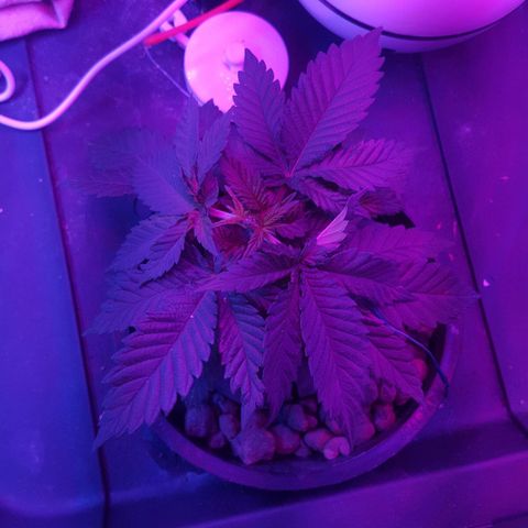Akisi growlog photo: Topped the top (6th node)