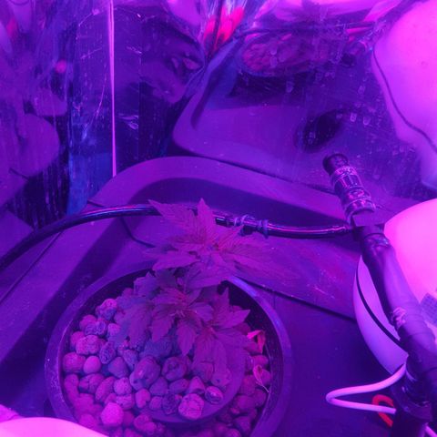 Aya growlog photo: Recovering from mainline injury well 