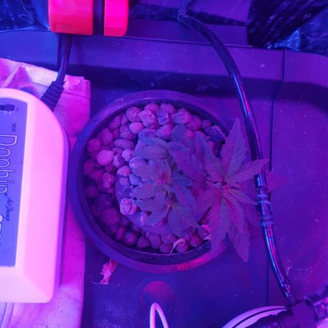 Aya growlog photo: Recovering from mainline injury well 