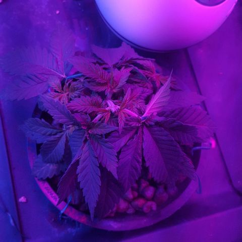 Akisi growlog photo: Training implemented to expose colas to light 