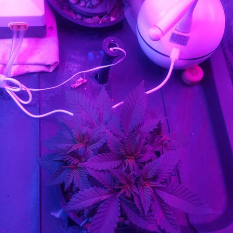 Akisi growlog photo: Trainers left to provide maximum light to colas 