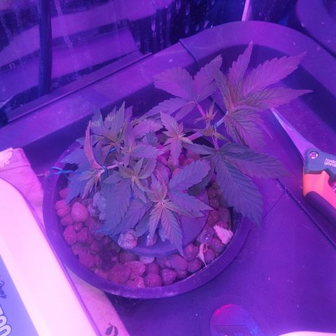 Aya growlog photo: Recovering - cropped underside of right node 3