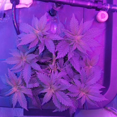 Akisi growlog photo: 7 developed colas - 8th beginning and trained to allow light (1 node atleast for developed)