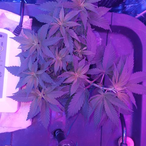 Aya growlog photo: 8 developed colas (9th forming : atleast 1 node) 