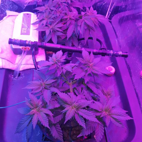 Aya growlog photo: Side view - beggining week 5 veg 