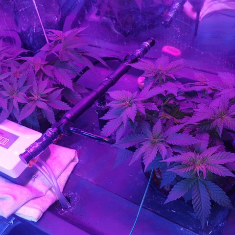 Aya growlog photo: Side view - beggining week 5 veg 