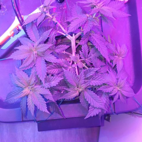 Akisi growlog photo: Training implemented to shape plant in hope of forming a star 