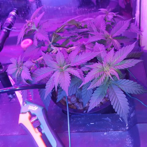 Akisi growlog photo: Training implemented to shape plant in hope of forming a star 