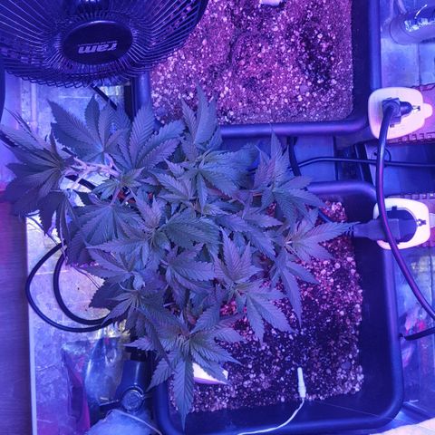 Aya growlog photo: Measurements and 4 days post training (week 7)
Lights left : 50 cm right: (above Melody) 60 cm left (above Aya & Buddah)