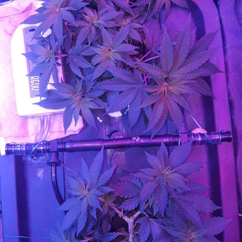 Aya growlog photo: Measurements and 4 days post training (week 7)
Lights left : 50 cm right: (above Melody) 60 cm left (above Aya & Buddah)