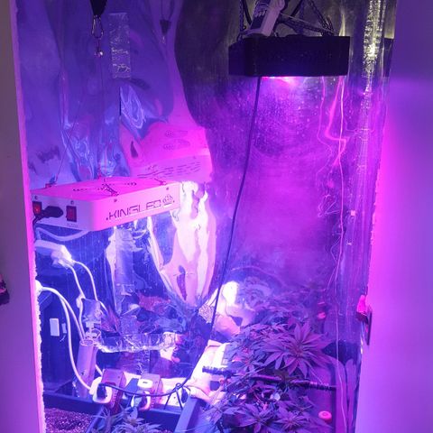 Aya growlog photo: Measurements and 4 days post training (week 7)
Lights left : 50 cm right: (above Melody) 60 cm left (above Aya & Buddah)